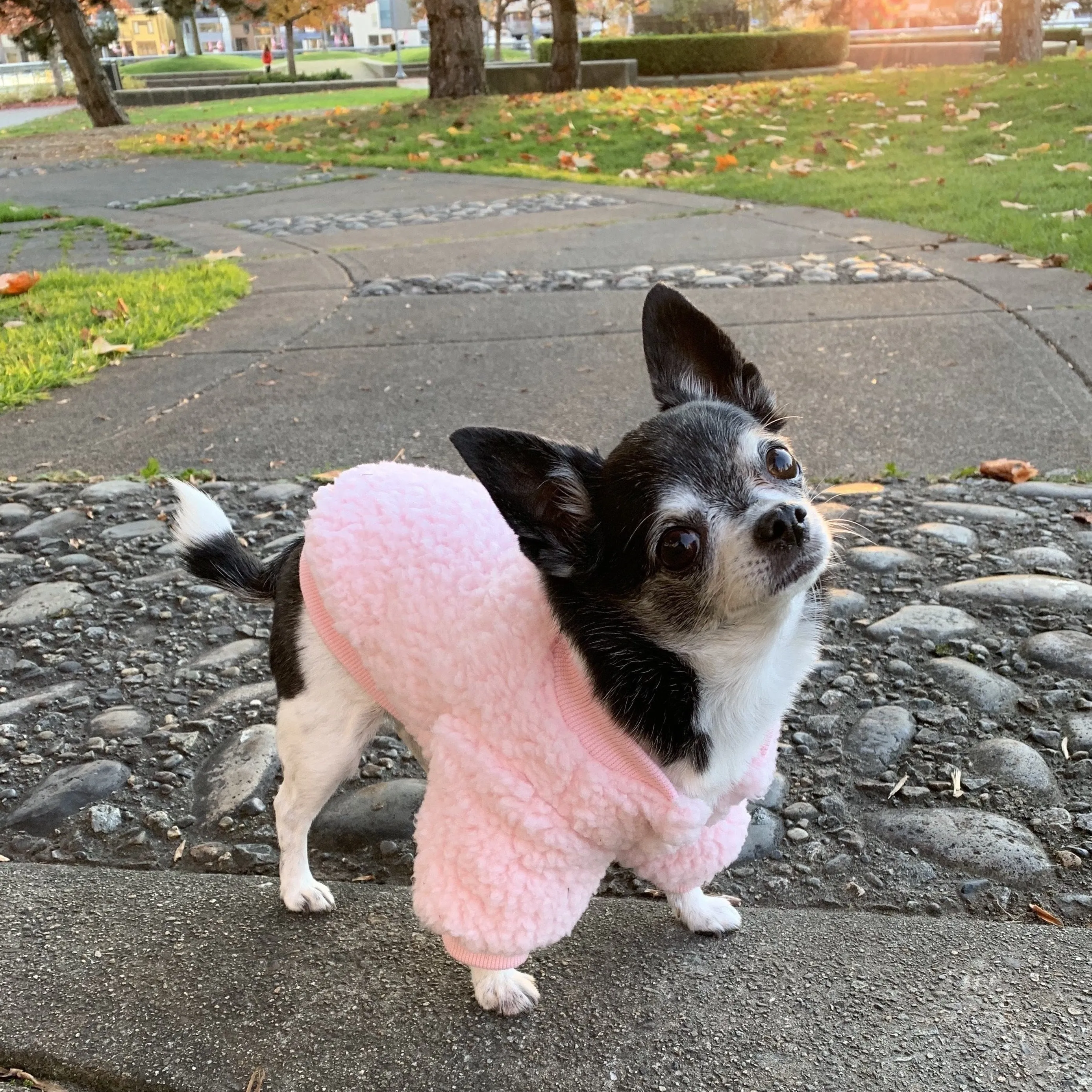 Teddy Sherpa Jacket